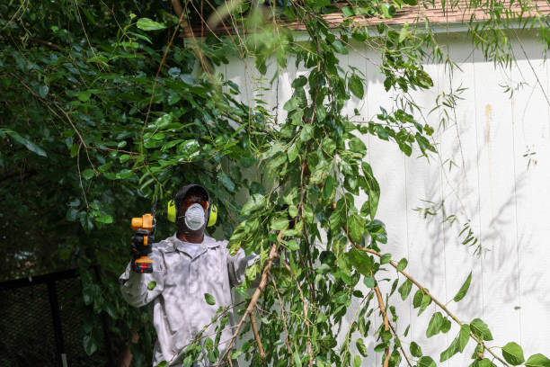 Best Tree Health Inspection  in Midland City, AL