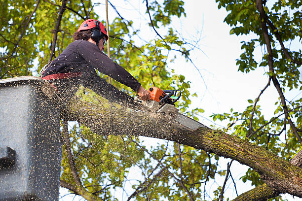 Best Palm Tree Trimming  in Midland City, AL